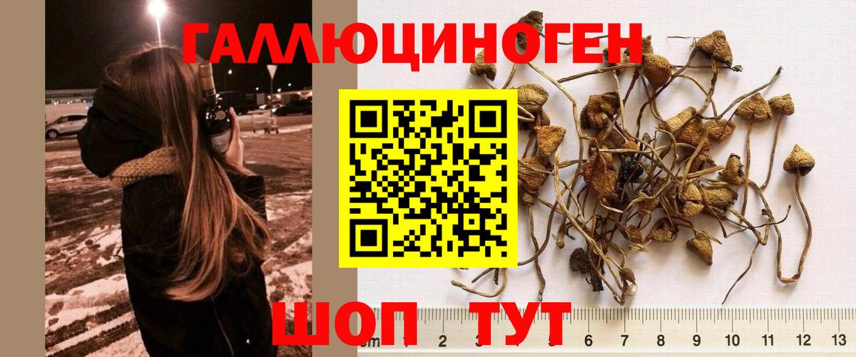 Псилоцибиновые грибы MAGIC MUSHROOMS Нерюнгри